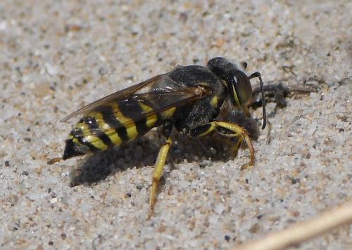 Réf. 236 652 : Bembix sp.